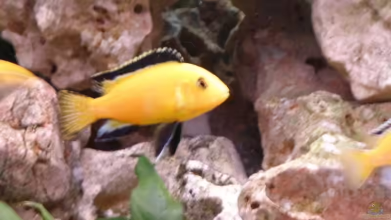 Besatz im Aquarium Becken 16030 von icke68 (19)