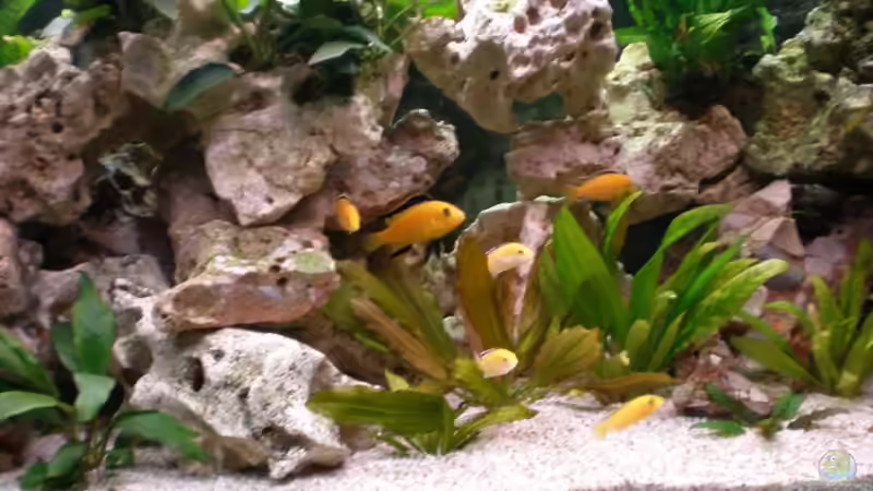 Besatz im Aquarium Becken 16030 von icke68 (20)