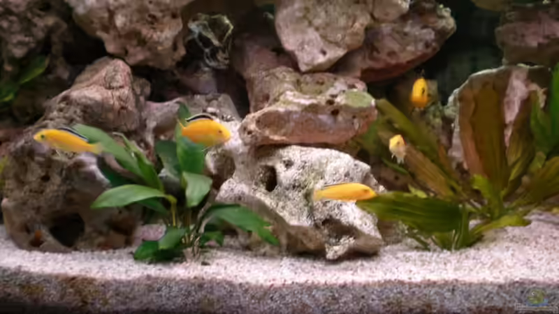 Besatz im Aquarium Becken 16030 von icke68 (21)