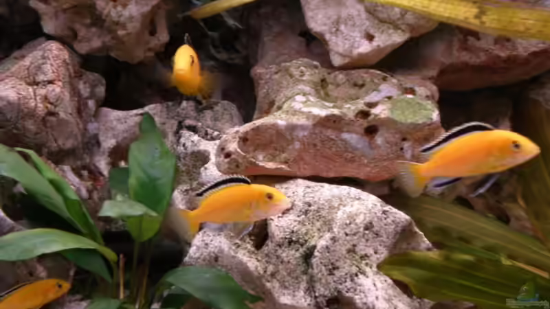 Besatz im Aquarium Becken 16030 von icke68 (22)