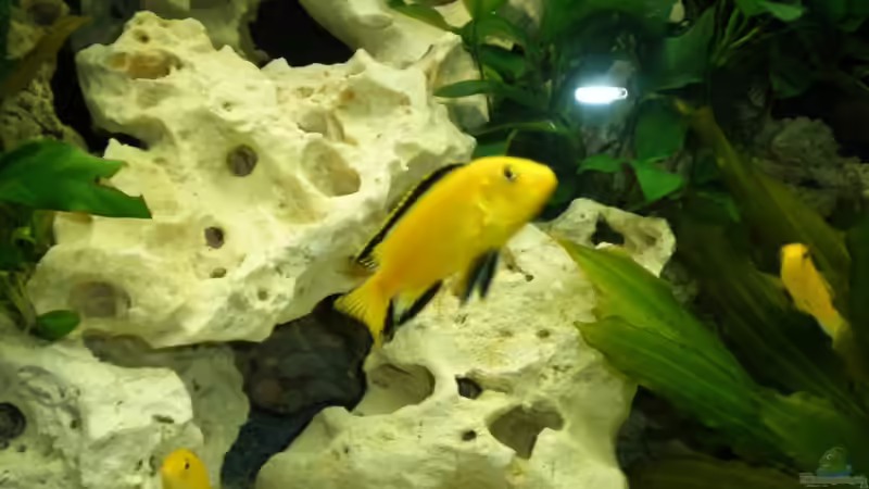 Besatz im Aquarium Becken 16030 von icke68 (24)