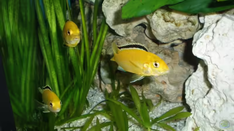 Besatz im Aquarium Becken 16030 von icke68 (25)