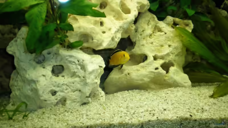 Besatz im Aquarium Becken 16030 von icke68 (26)