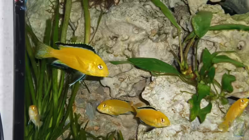 Besatz im Aquarium Becken 16030 von icke68 (27)