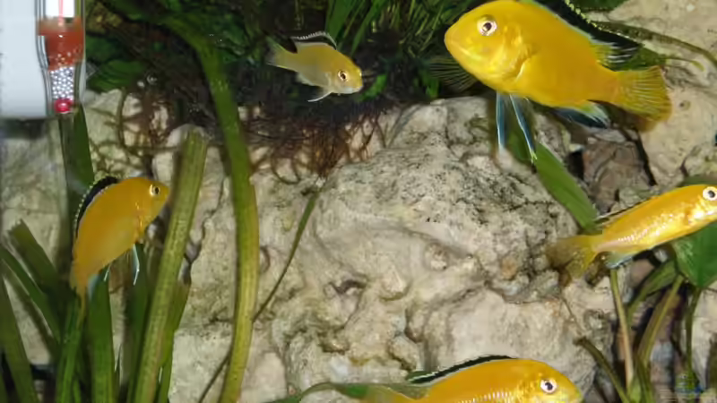 Besatz im Aquarium Becken 16030 von icke68 (28)