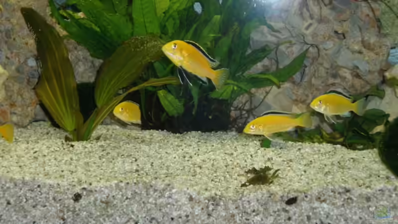 Besatz im Aquarium Becken 16030 von icke68 (30)