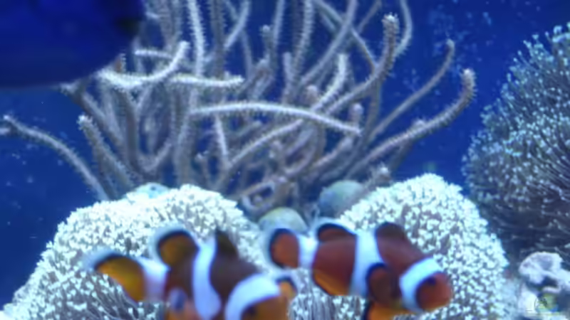 Besatz im Aquarium Becken 1604 von Axel Hierholzer (7)