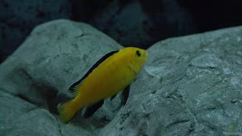 Besatz im Aquarium Becken 16041 von hu.ch (10)