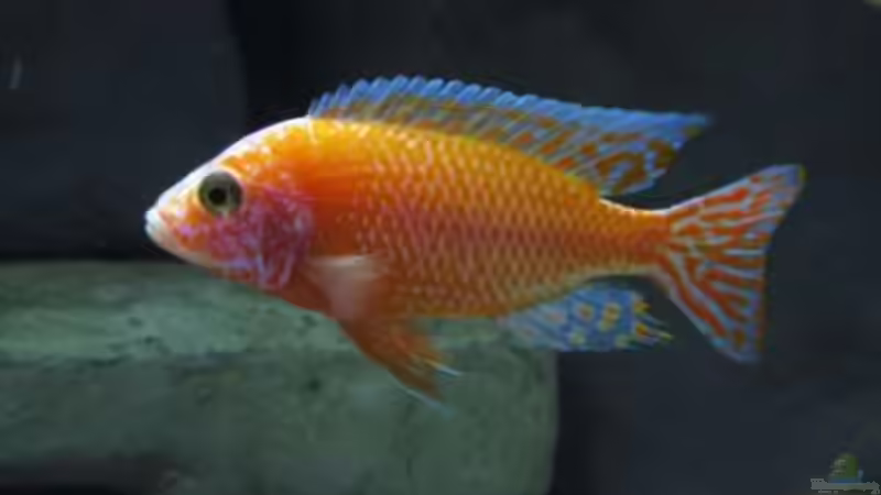 Besatz im Aquarium Becken 16041 von hu.ch (7)