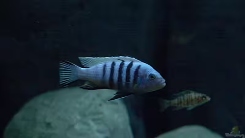 Besatz im Aquarium Becken 16041 von hu.ch (8)