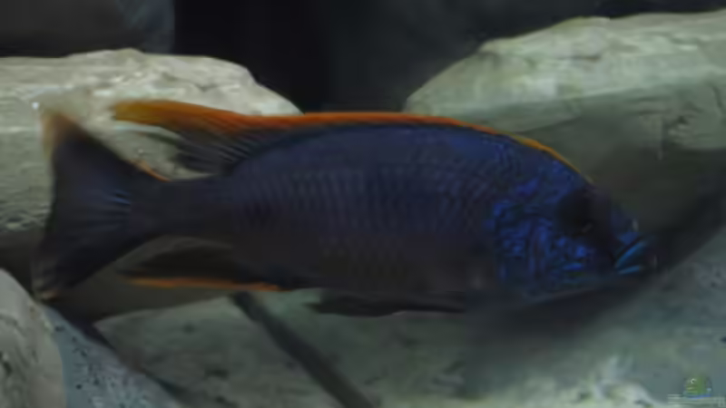 Besatz im Aquarium Becken 16041 von hu.ch (9)