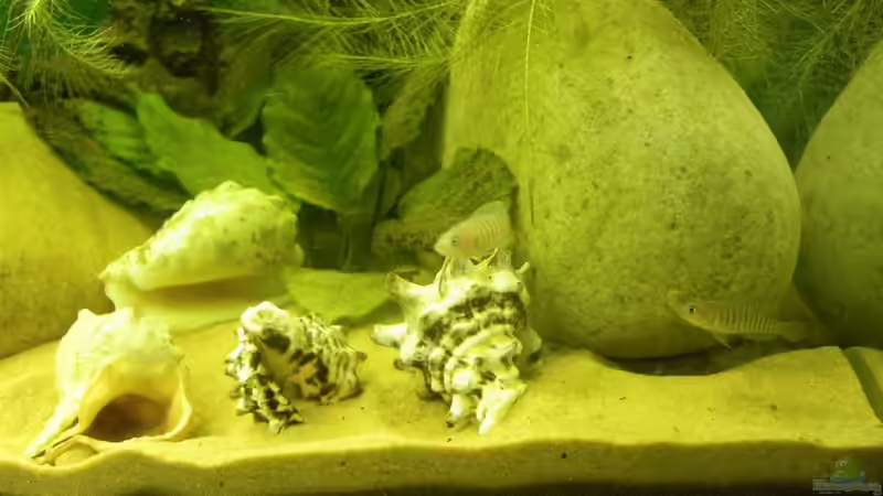 Besatz im Aquarium Becken 16048 von Bazzi (39)