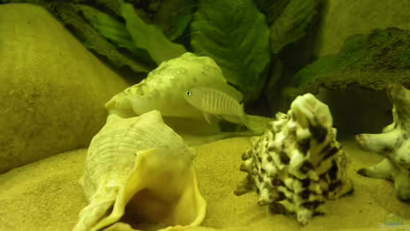 Besatz im Aquarium Becken 16048 von Bazzi (40)