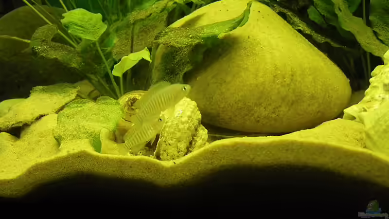 Besatz im Aquarium Becken 16048 von Bazzi (42)