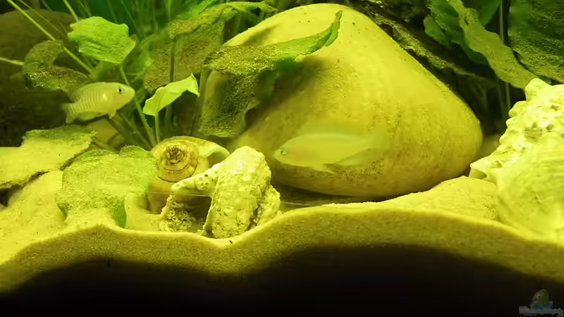 Besatz im Aquarium Becken 16048 von Bazzi (43)