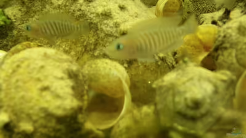 Besatz im Aquarium Becken 16048 von Bazzi (48)