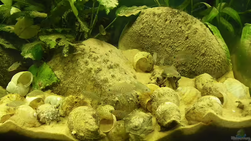 Besatz im Aquarium Becken 16048 von Bazzi (49)