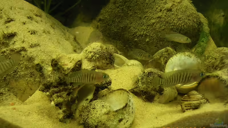 Besatz im Aquarium Becken 16048 von Bazzi (51)