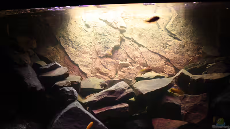 Besatz im Aquarium Becken 16059 von MuBu (16)