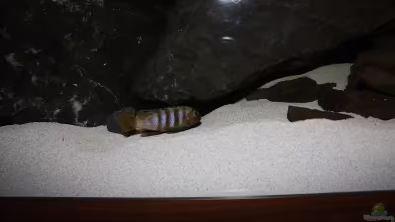 Besatz im Aquarium Becken 16059 von MuBu (18)