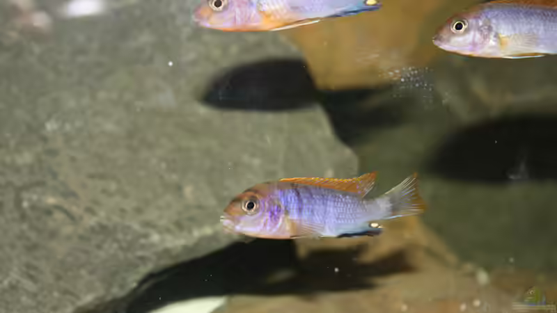 Besatz im Aquarium Becken 16059 von MuBu (19)