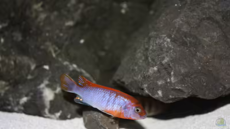 Besatz im Aquarium Becken 16059 von MuBu (20)