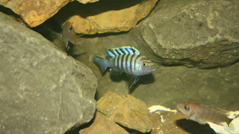 Besatz im Aquarium Becken 16059 von MuBu (21)