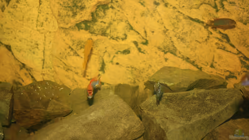 Besatz im Aquarium Becken 16059 von MuBu (22)