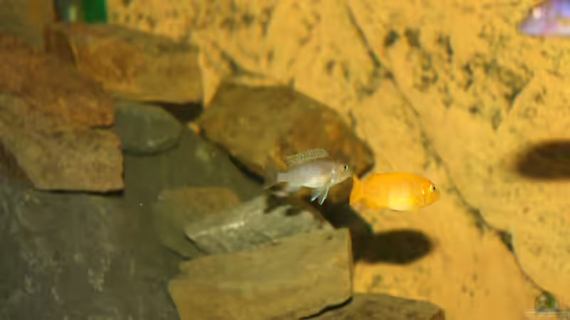 Besatz im Aquarium Becken 16059 von MuBu (23)