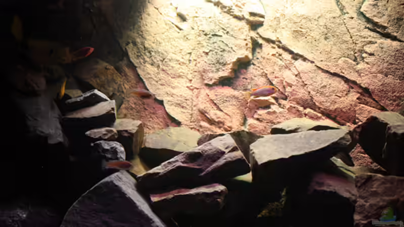 Besatz im Aquarium Becken 16059 von MuBu (24)