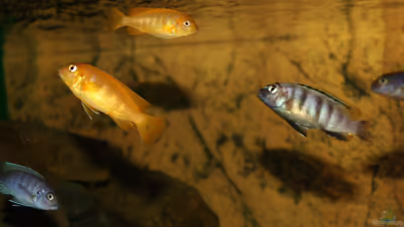 Besatz im Aquarium Becken 16059 von MuBu (25)