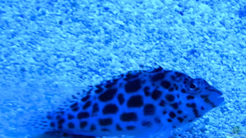 Besatz im Aquarium Becken 16110 von Roland Kaltschitz (15)