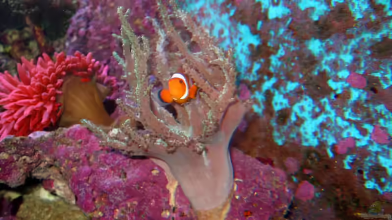 Besatz im Aquarium Becken 16110 von Roland Kaltschitz (16)