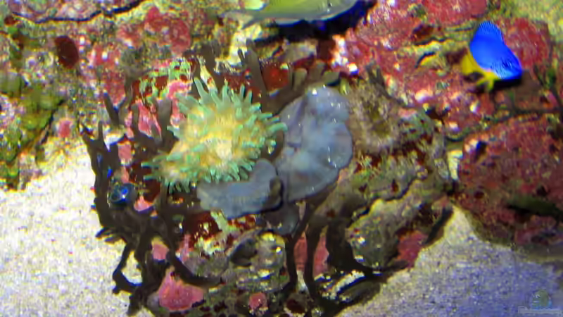 Besatz im Aquarium Becken 16110 von Roland Kaltschitz (18)