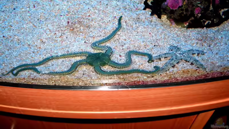 Besatz im Aquarium Becken 16110 von Roland Kaltschitz (19)