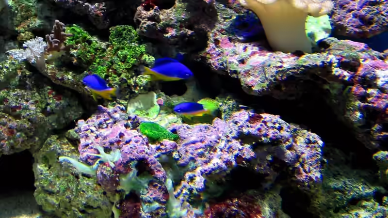 Besatz im Aquarium Becken 16110 von Roland Kaltschitz (20)