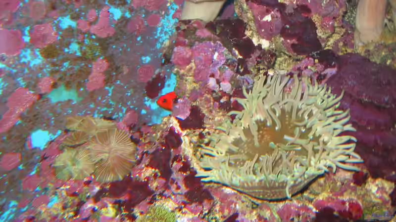 Besatz im Aquarium Becken 16110 von Roland Kaltschitz (21)