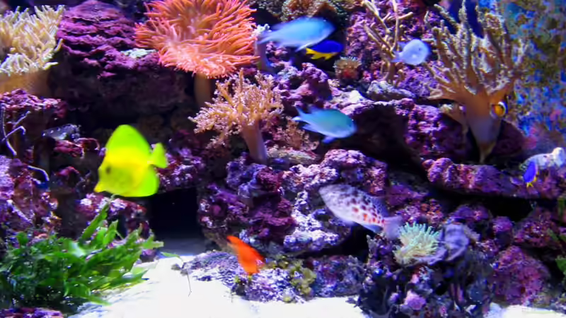 Besatz im Aquarium Becken 16110 von Roland Kaltschitz (22)