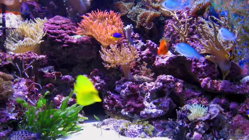 Besatz im Aquarium Becken 16110 von Roland Kaltschitz (23)