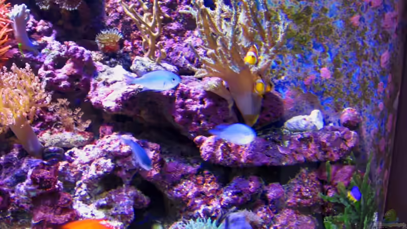 Besatz im Aquarium Becken 16110 von Roland Kaltschitz (24)