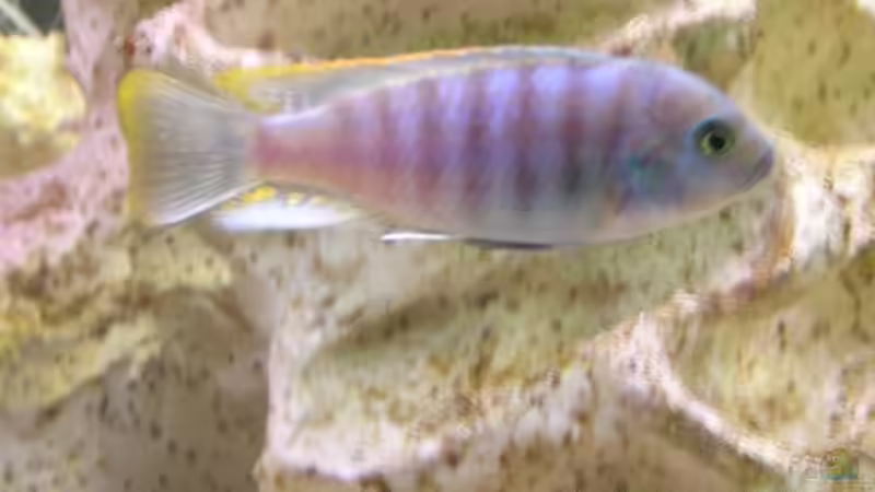 Besatz im Aquarium Becken 1613 von Klaus und Claudia Salzmann (10)