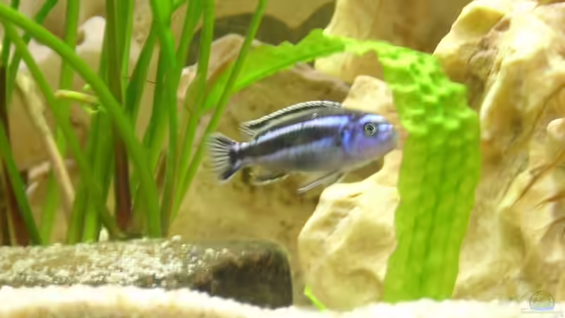 Besatz im Aquarium Becken 1613 von Klaus und Claudia Salzmann (12)