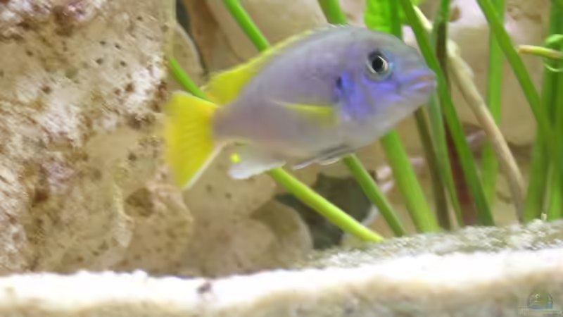 Besatz im Aquarium Becken 1613 von Klaus und Claudia Salzmann (13)