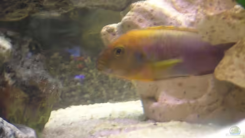 Besatz im Aquarium Becken 1613 von Klaus und Claudia Salzmann (14)