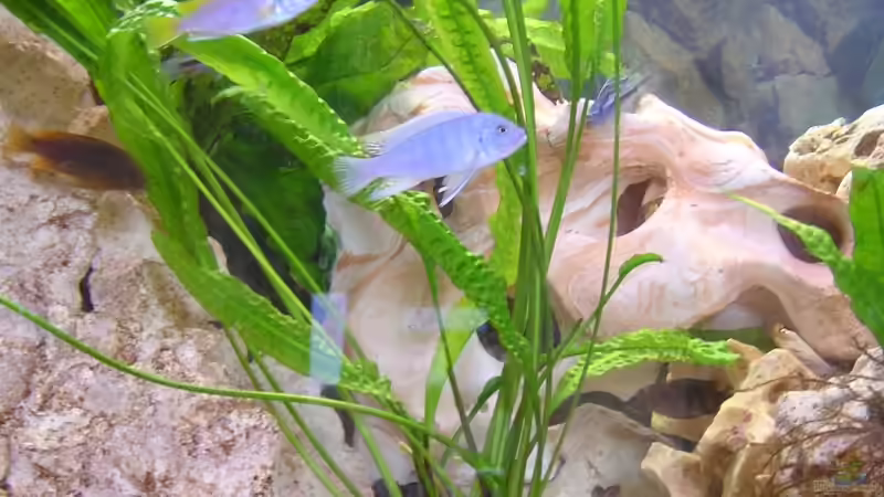 Besatz im Aquarium Becken 1613 von Klaus und Claudia Salzmann (15)