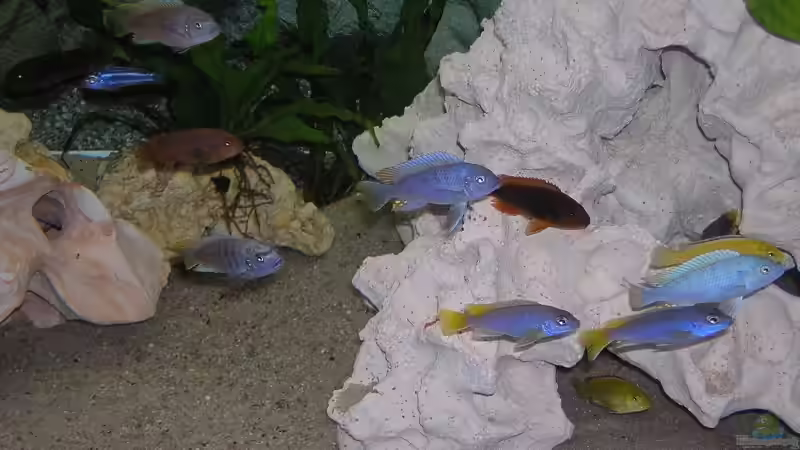 Besatz im Aquarium Becken 1613 von Klaus und Claudia Salzmann (8)