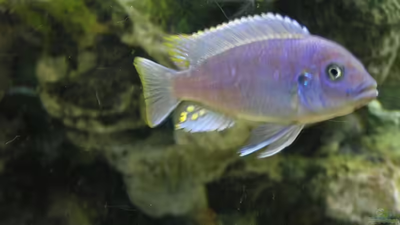 Besatz im Aquarium Becken 1613 von Klaus und Claudia Salzmann (9)