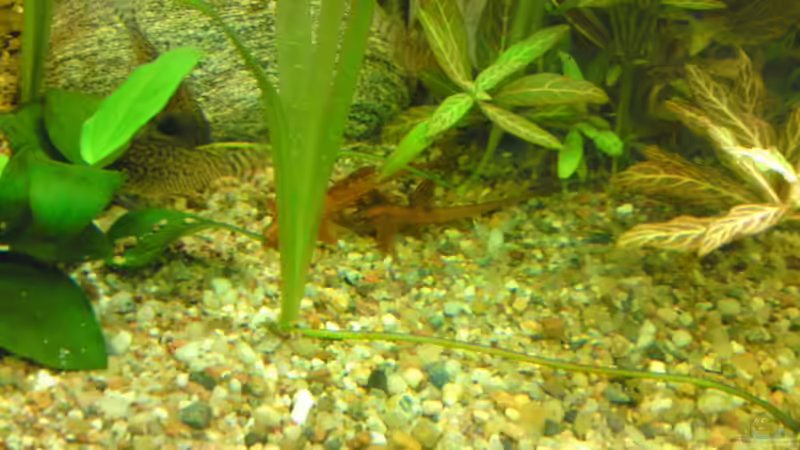 Besatz im Aquarium Becken 16135 von Paul Kleinlein (7)