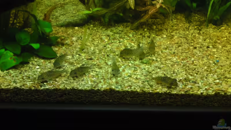 Besatz im Aquarium Becken 16135 von Paul Kleinlein (8)