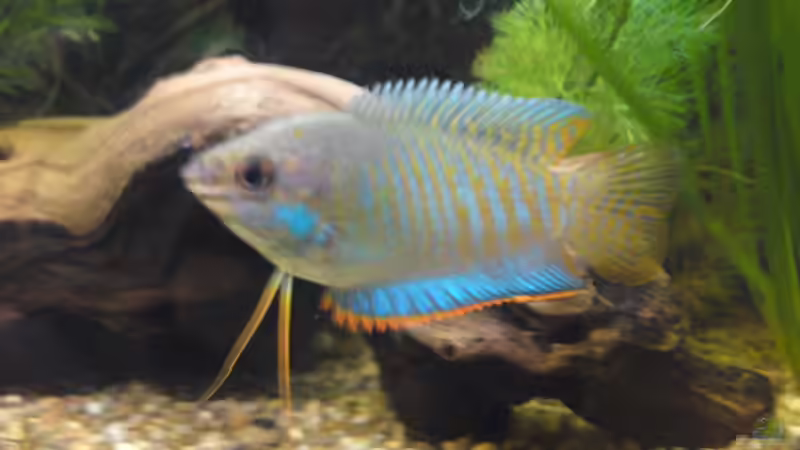 Besatz im Aquarium Becken 16135 von Paul Kleinlein (9)